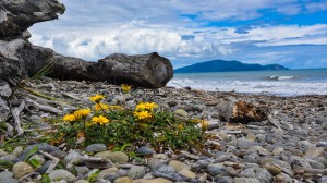 Beach Blossom, New Zealand landscape photography